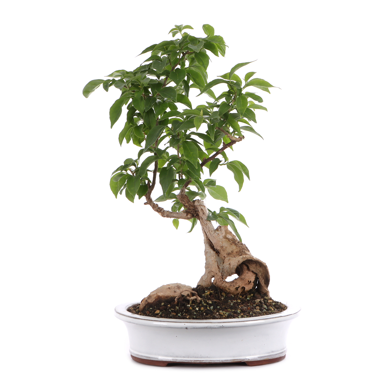 Bougainvillea glabra