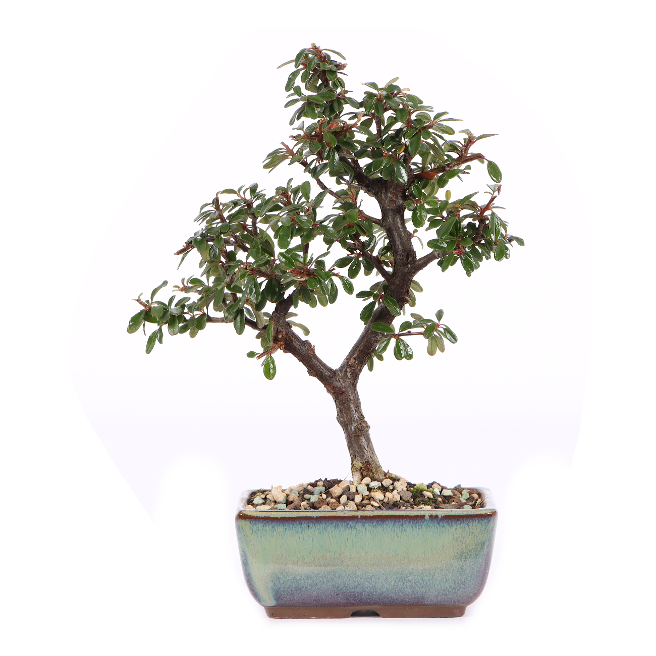 Cotoneaster dammeri 'Skogholm'