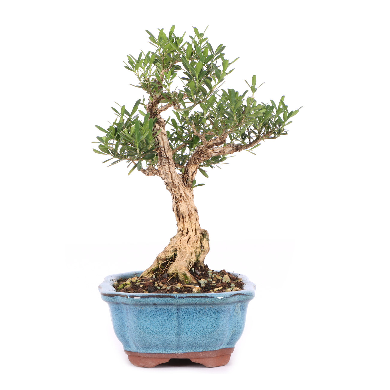 Buxus sinica var. sinica