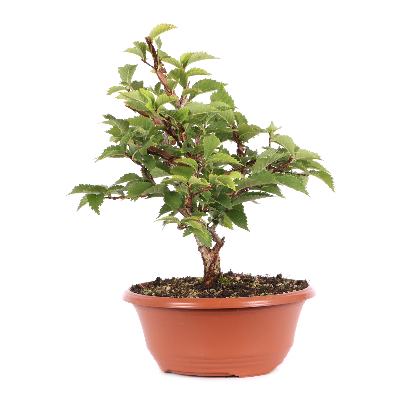 Ulmus minor var.