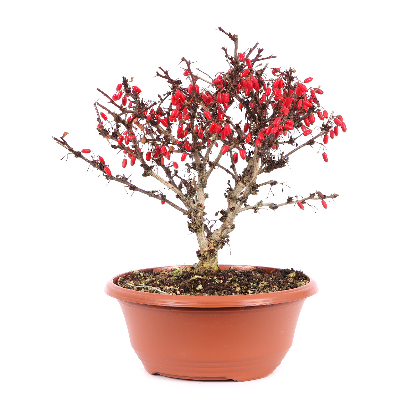 Berberis thunbergii 'Atropurpurea Nana'