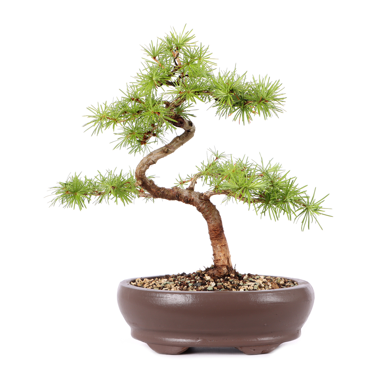 Larix kaempferi