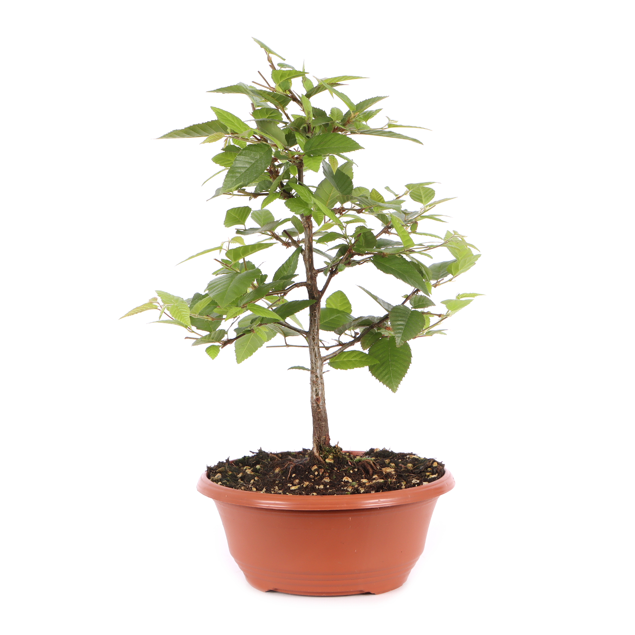Carpinus turczaninowii