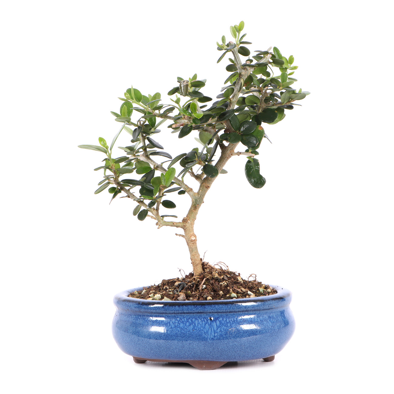 Olea europaea subsp. sylvestris