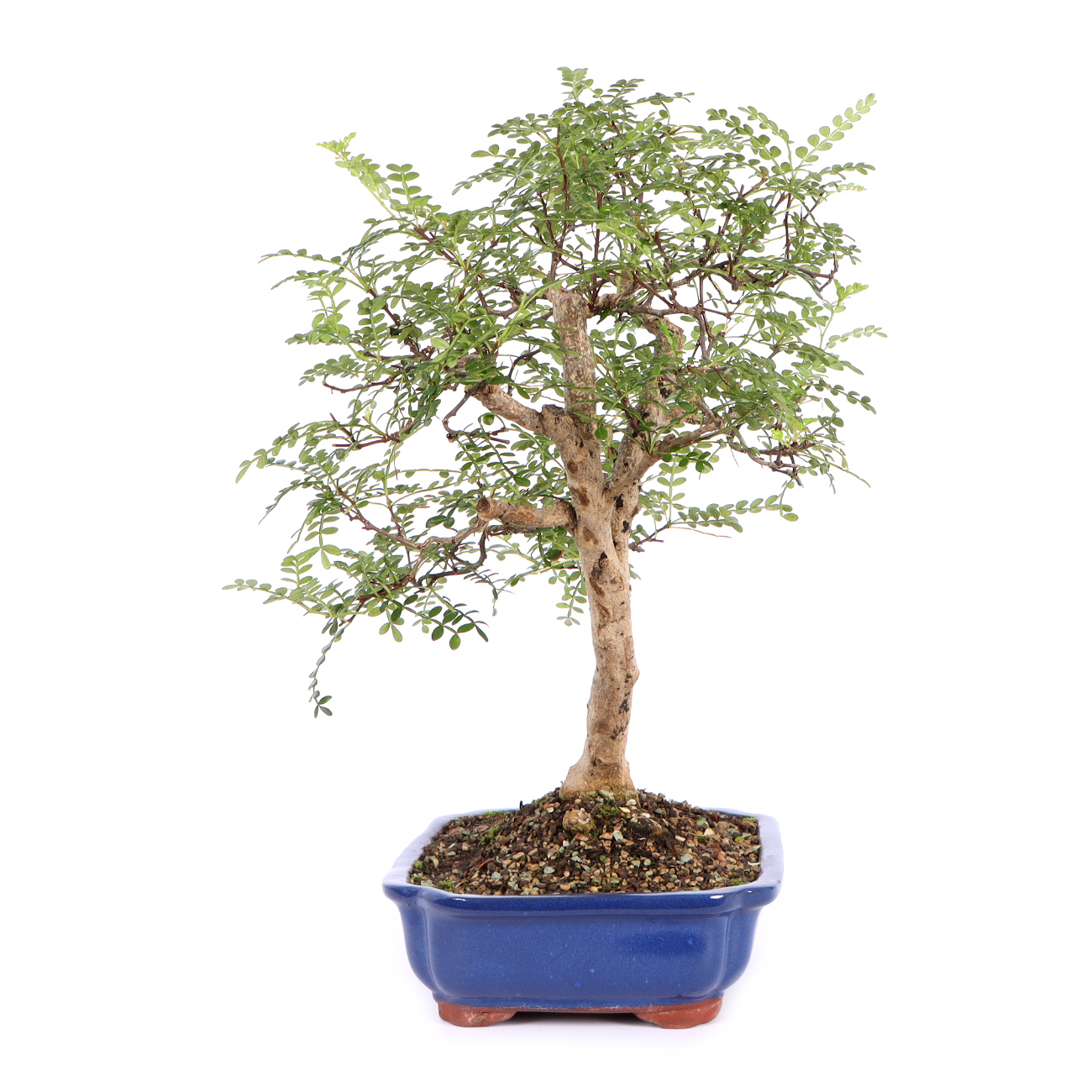 Seitenansicht rechts