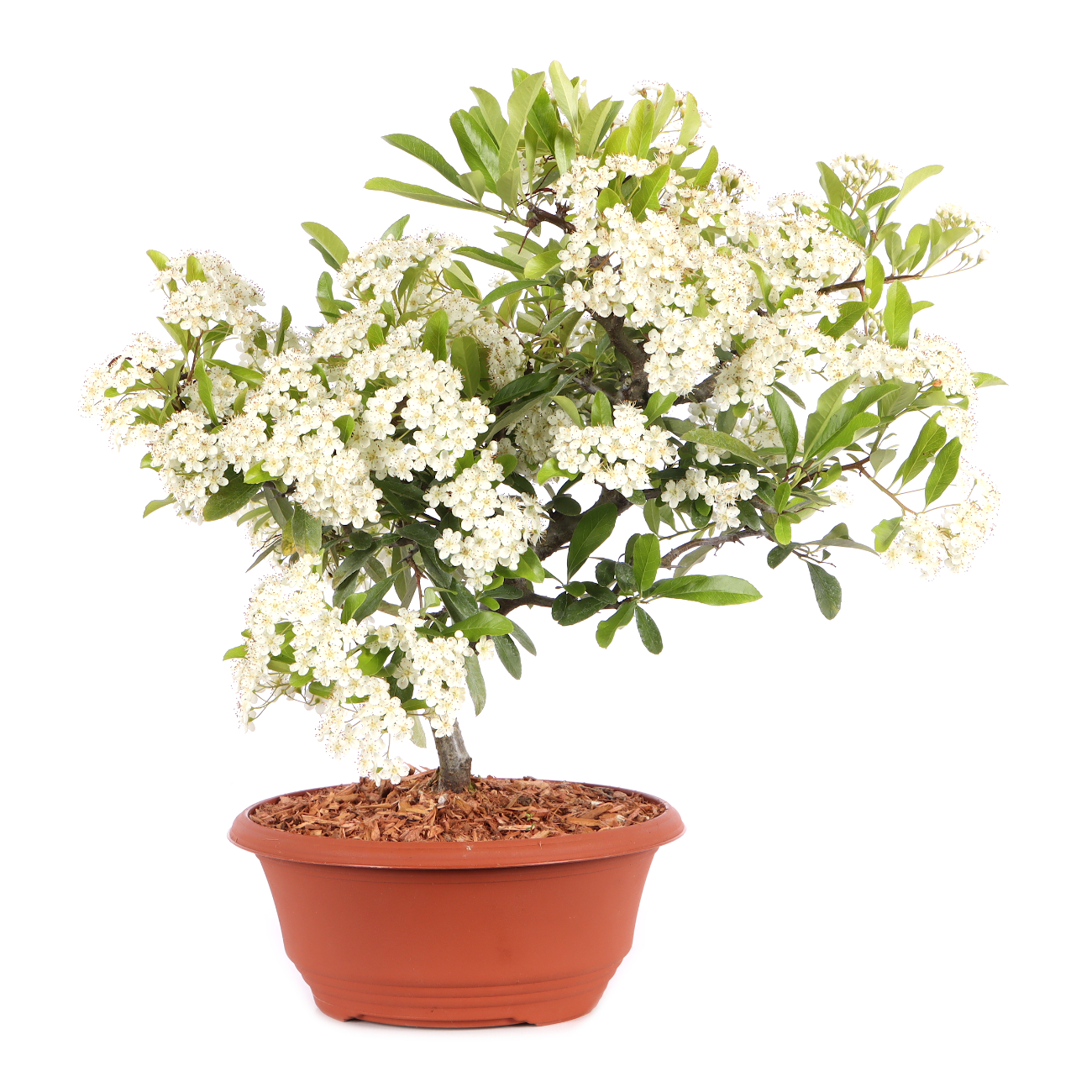 Pyracantha coccinea 'Orange Glow'