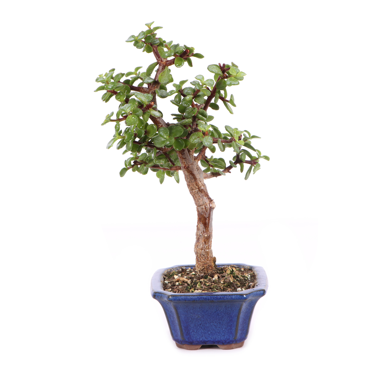 Portulacaria afra