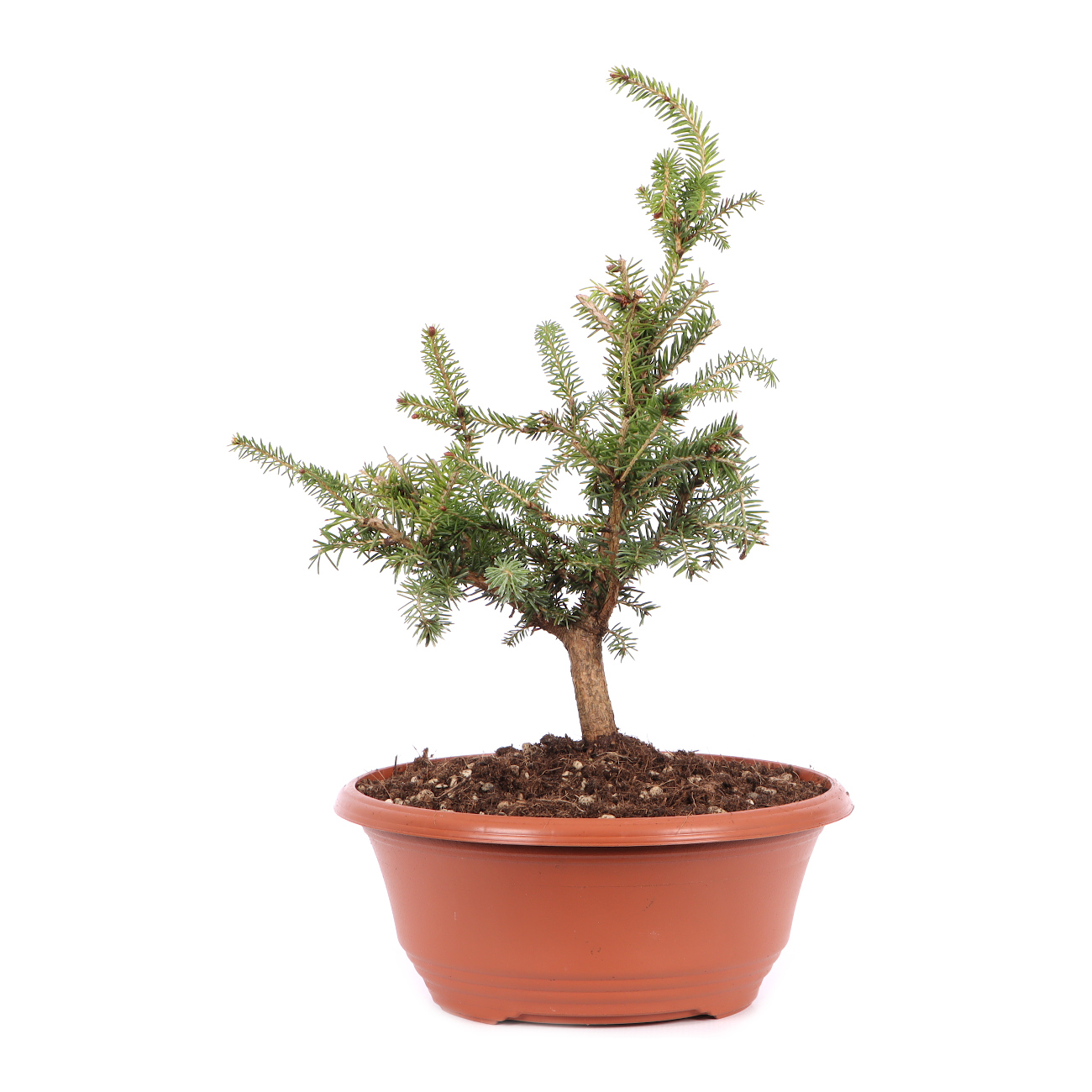 Picea abies 'Nidiformis'