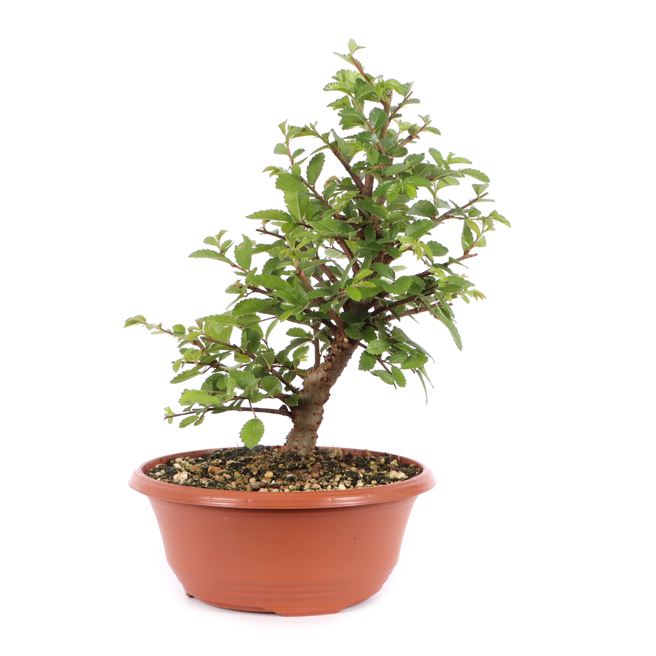 Ulmus japonica
