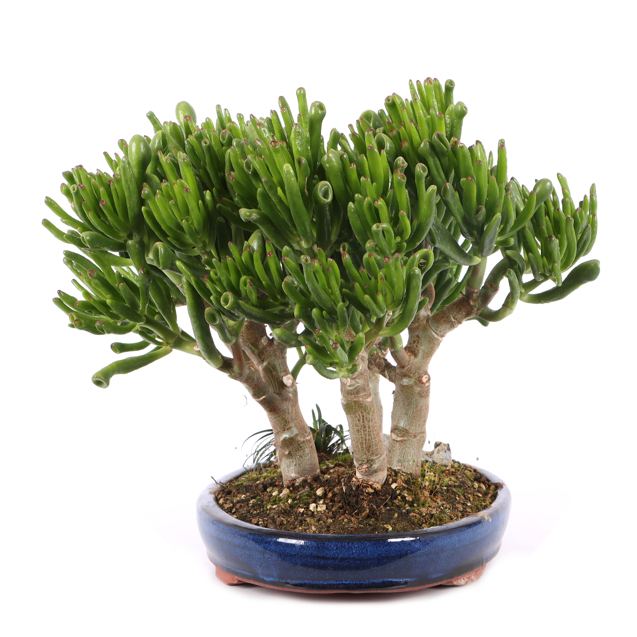 Crassula ovata 'Horn Tree'