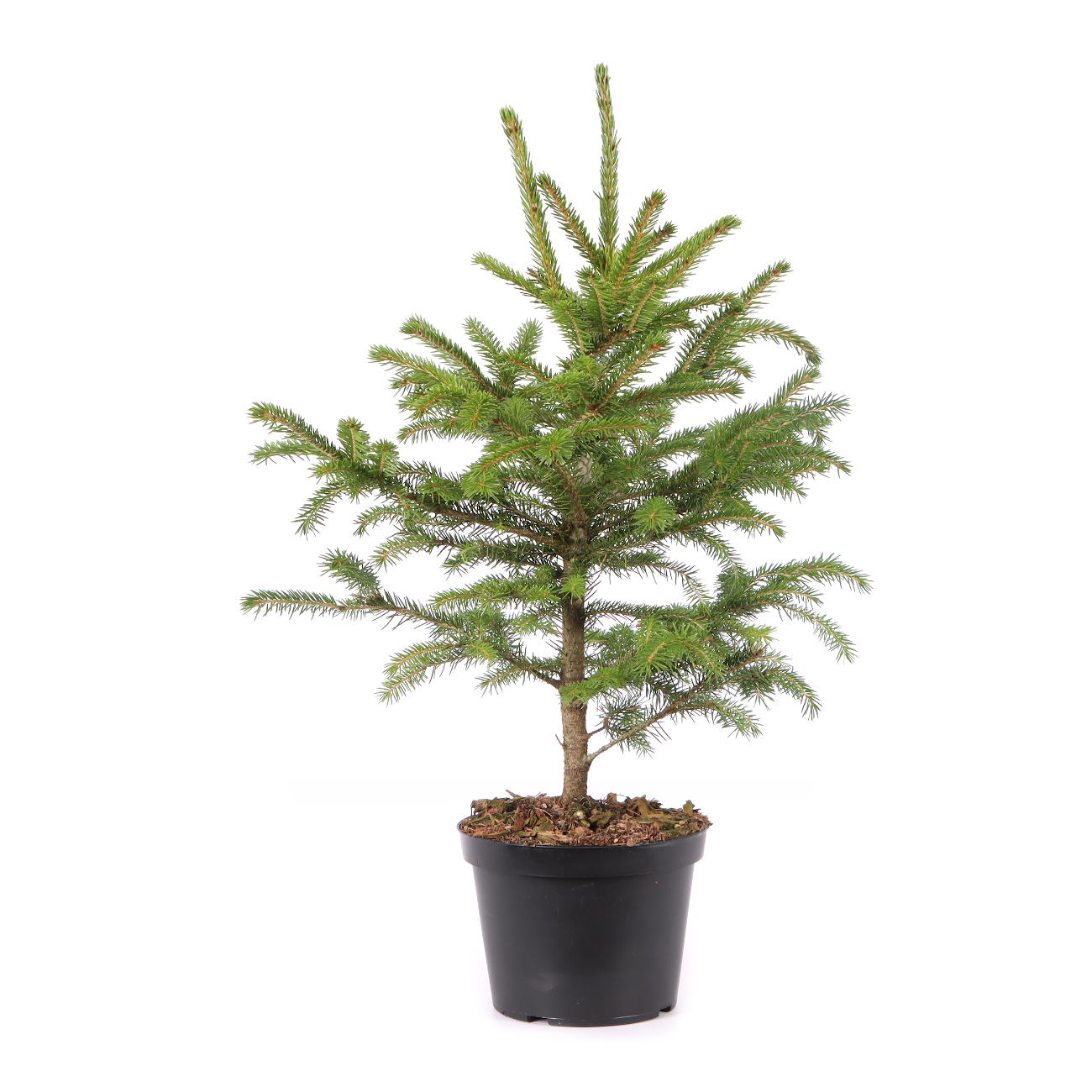 Picea orientalis