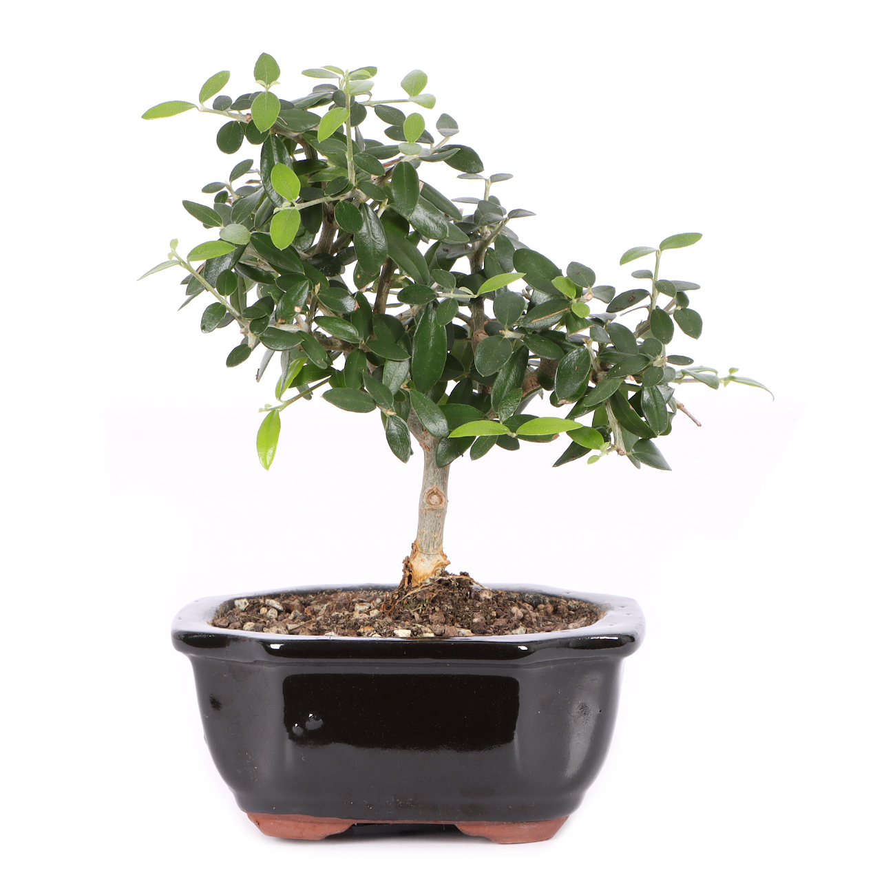 Olea europaea subsp. sylvestris