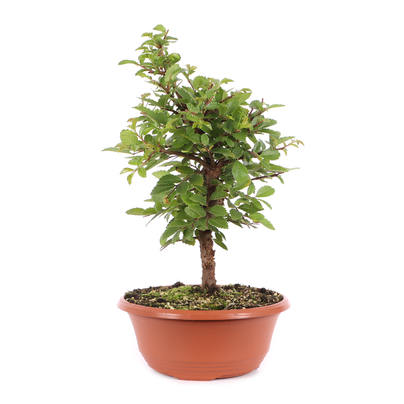 Ulmus japonica