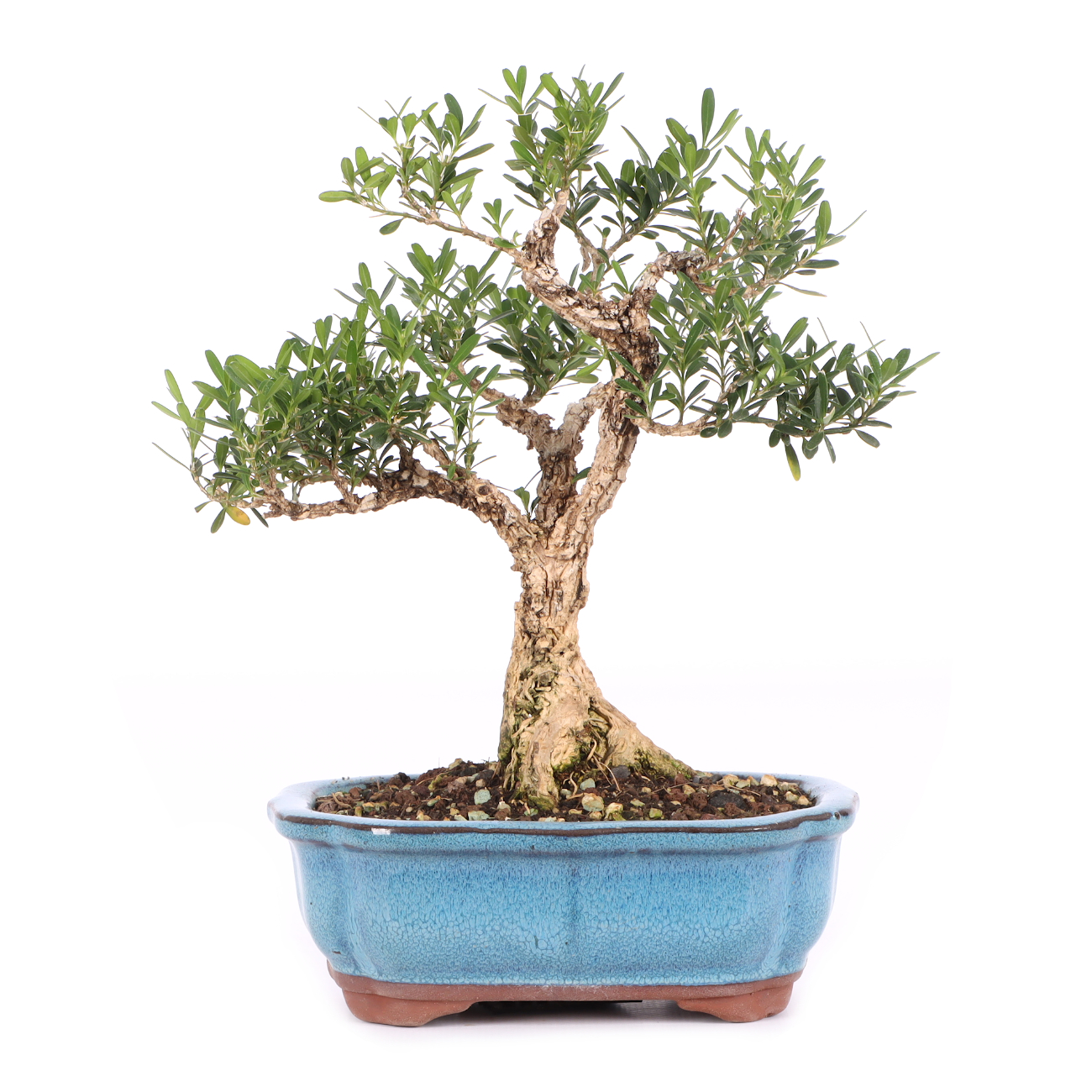Buxus sinica var. sinica