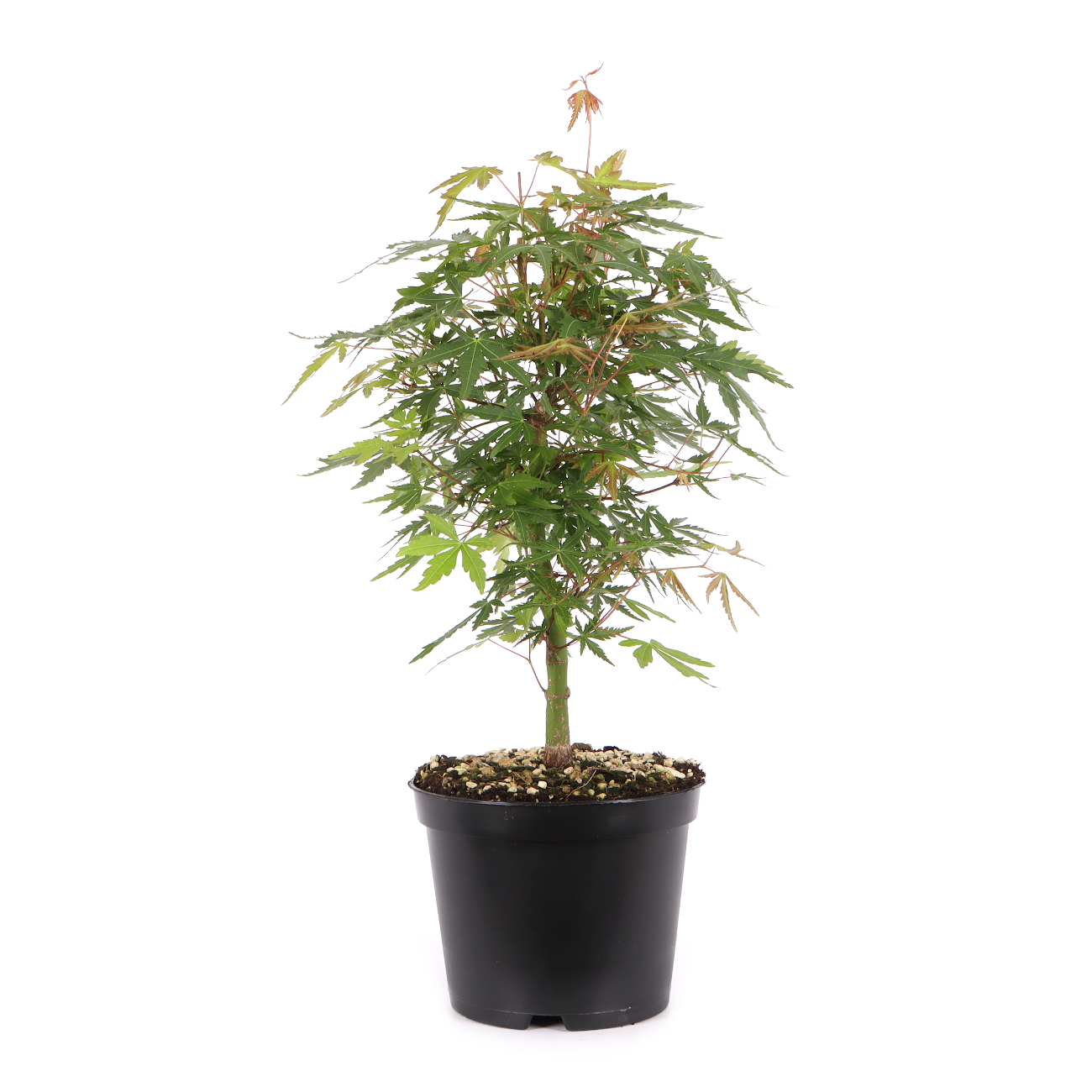 Acer palmatum