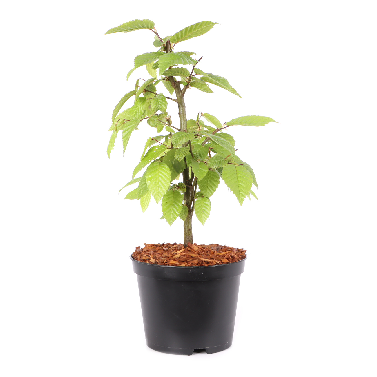 Carpinus betulus