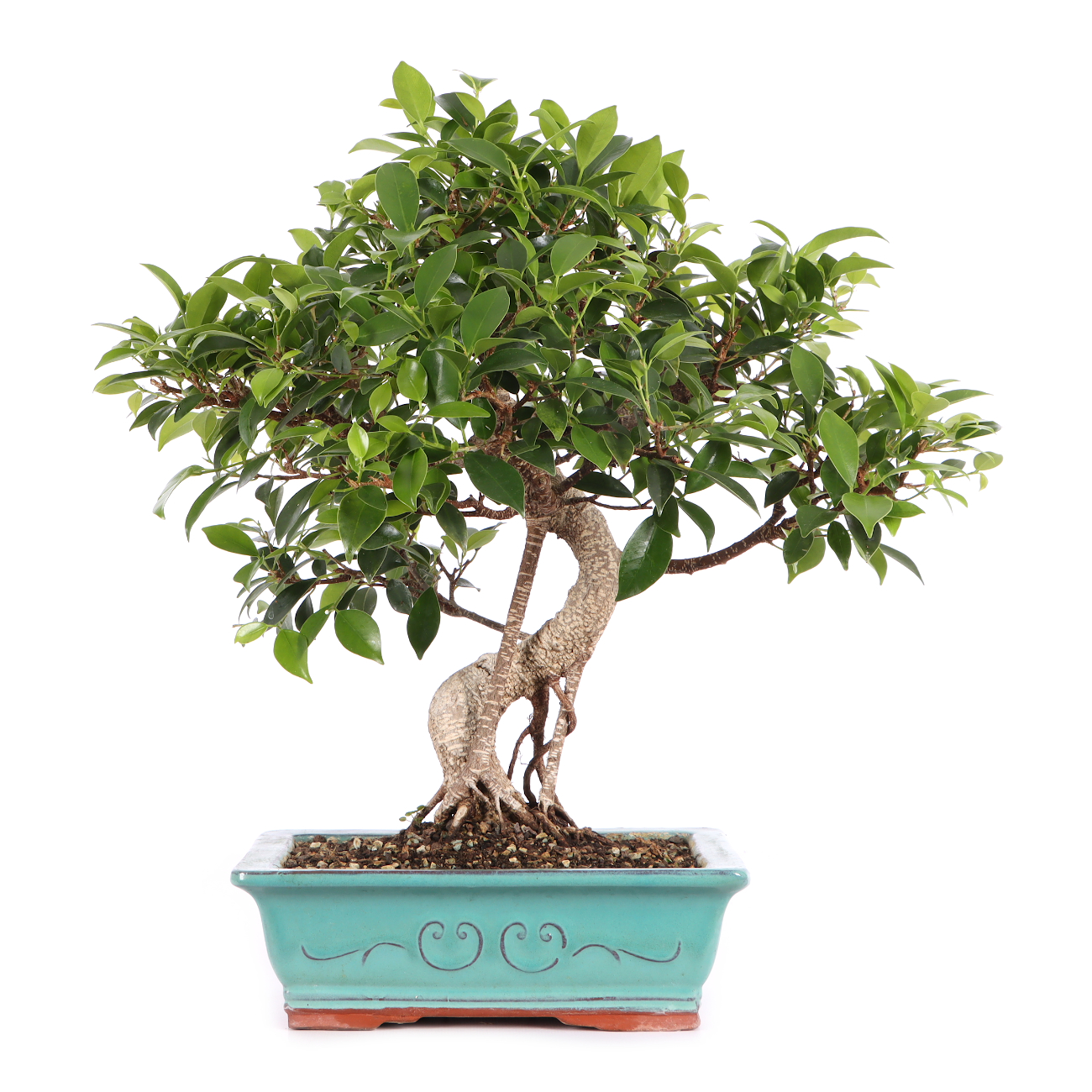Ficus microcarpa 'Tiger Bark'