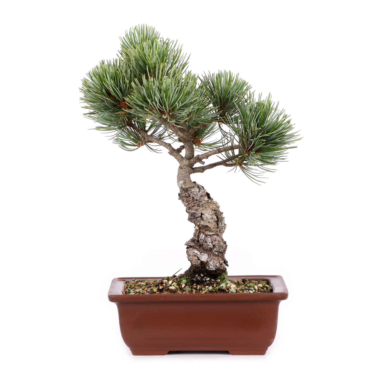Pinus parviflora 'Glauca'