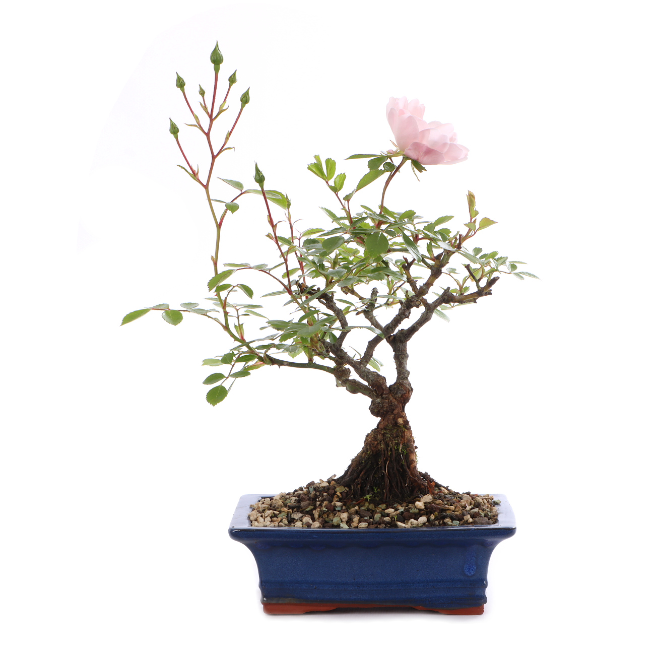 Rosa spec. - weiß