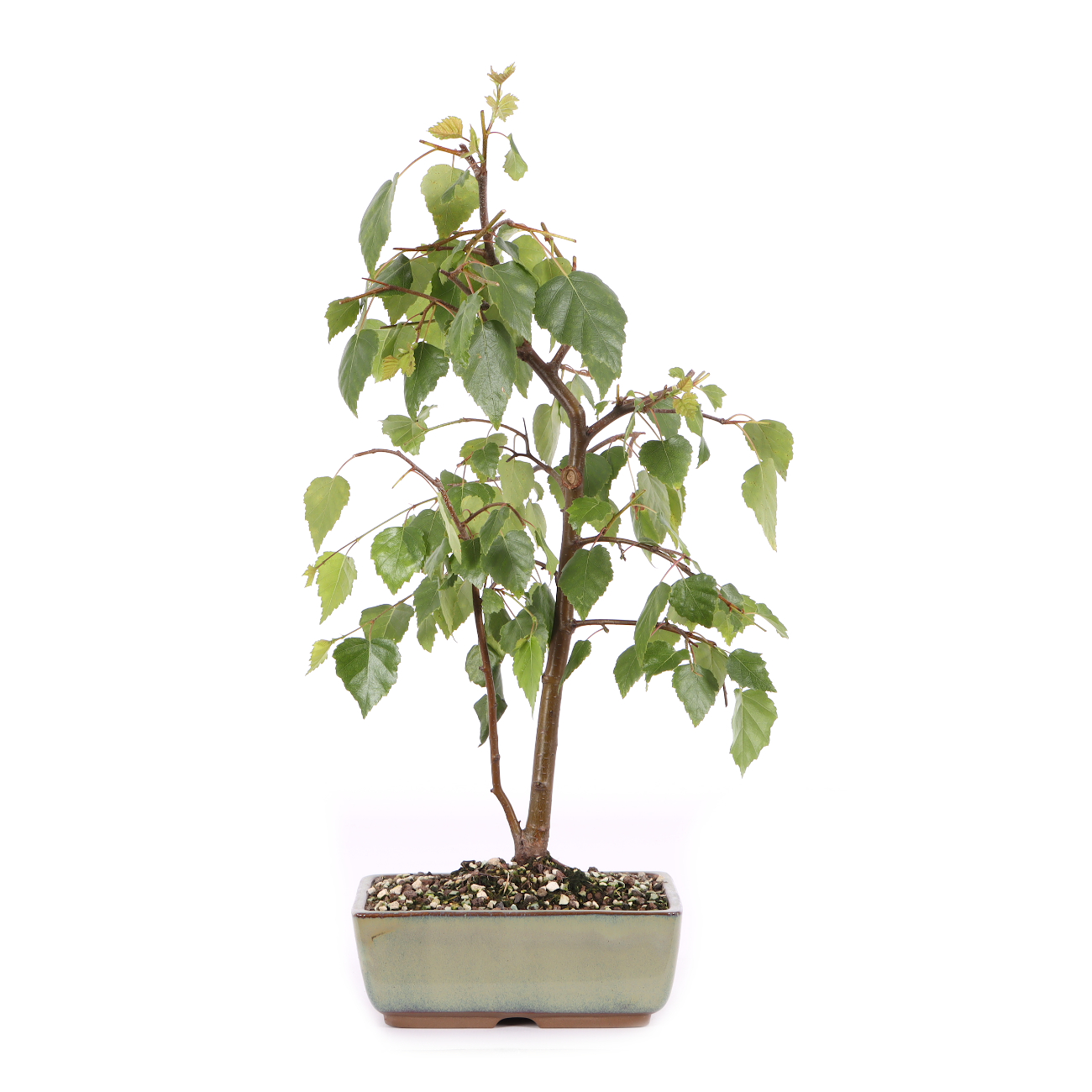 Betula pendula 'Youngii'