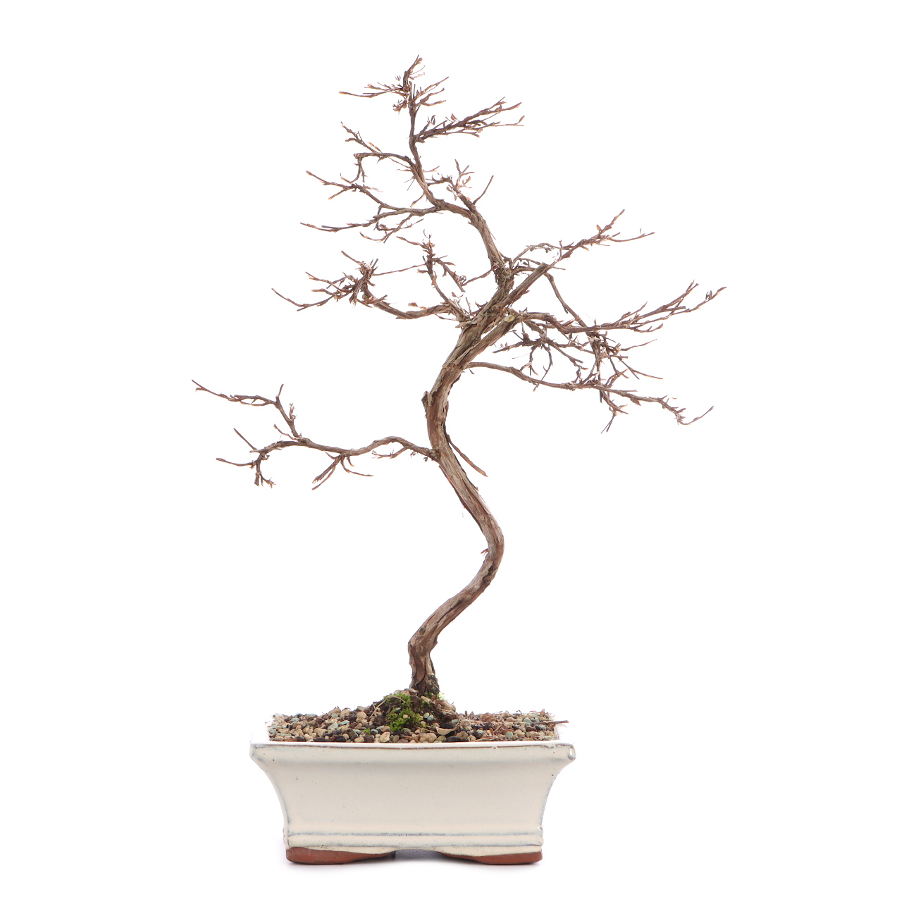 Potentilla fruticosa 'Pink Queen'