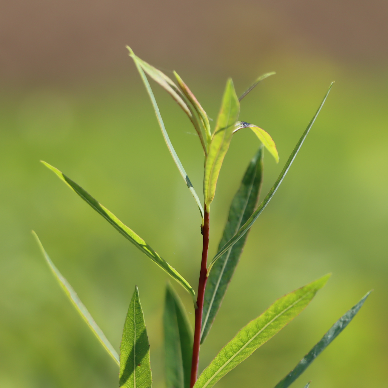 Salix purpurea 'Nana'