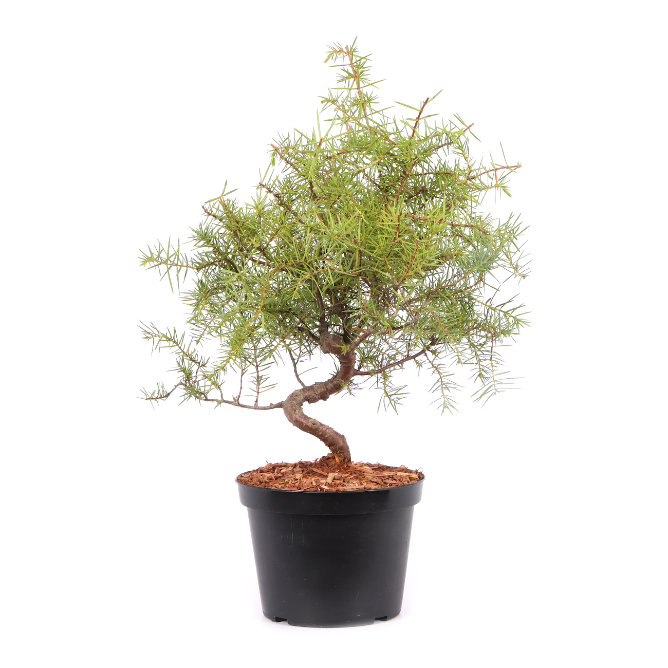 Juniperus communis