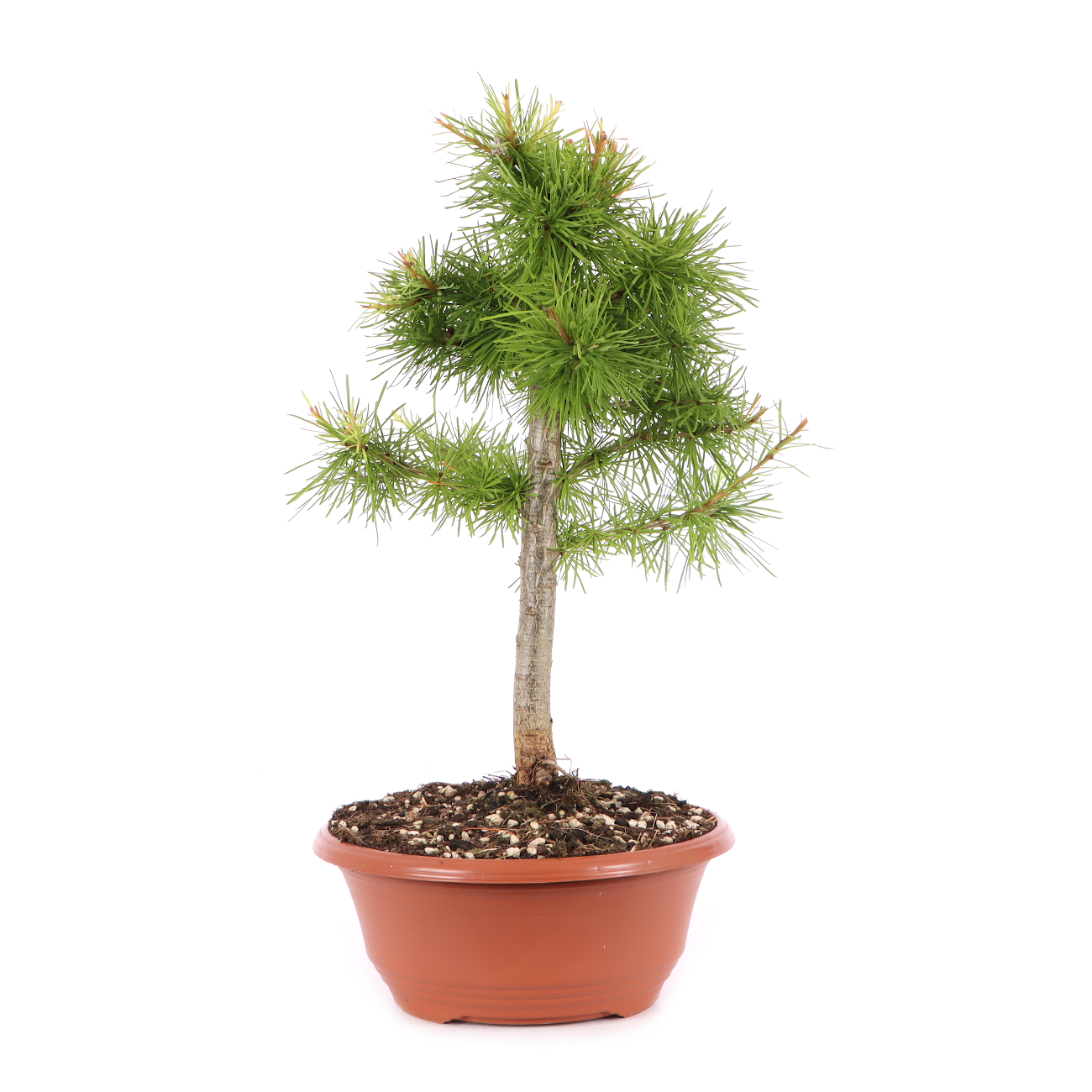 Larix decidua