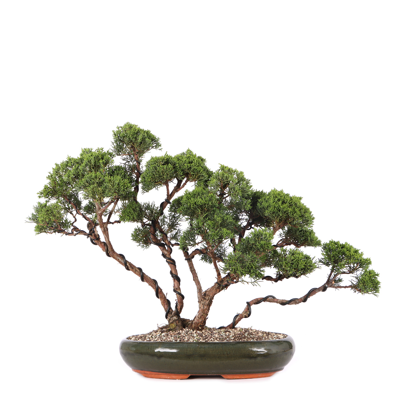 Juniperus chinensis 'Itoigawa'