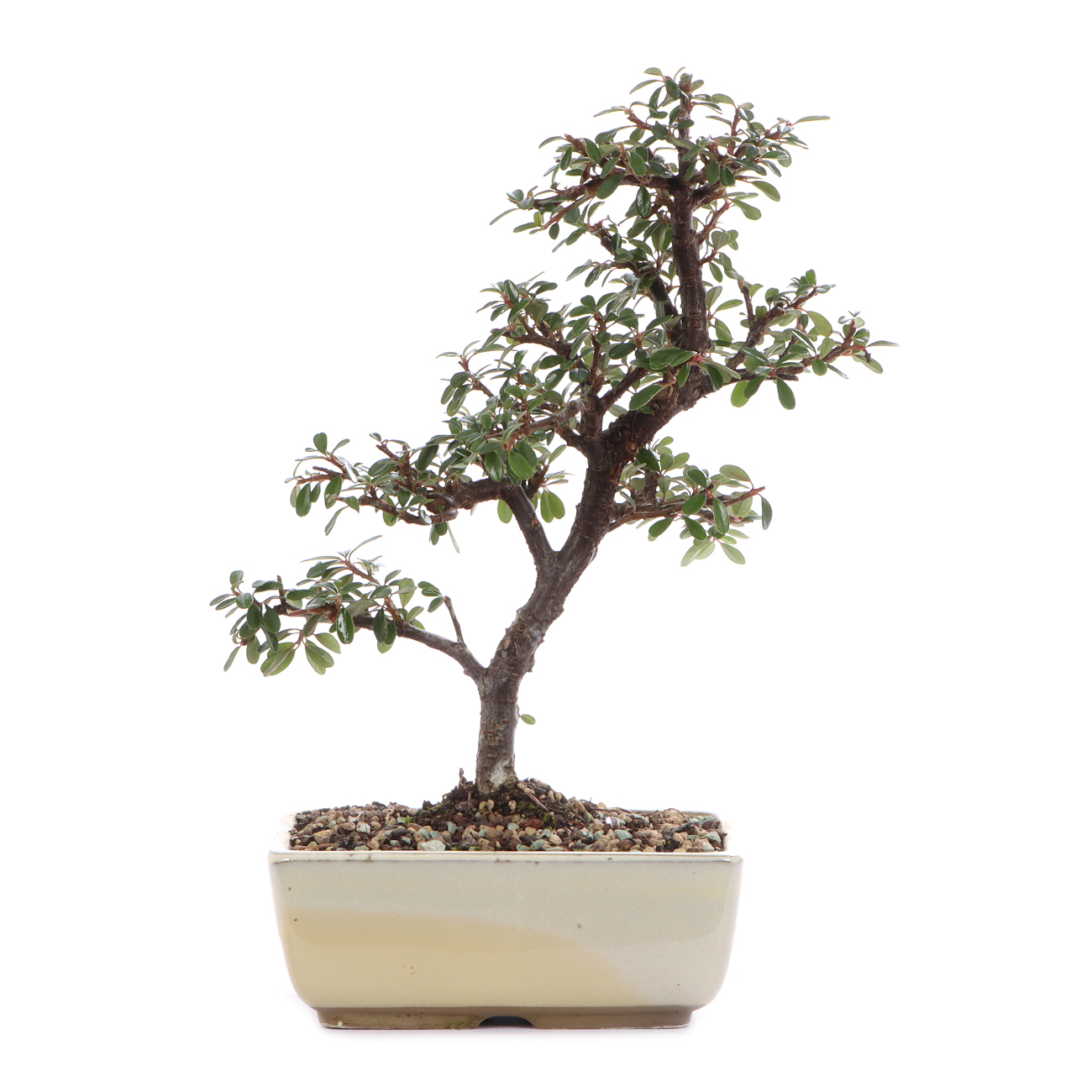 Cotoneaster dammeri 'Skogholm'