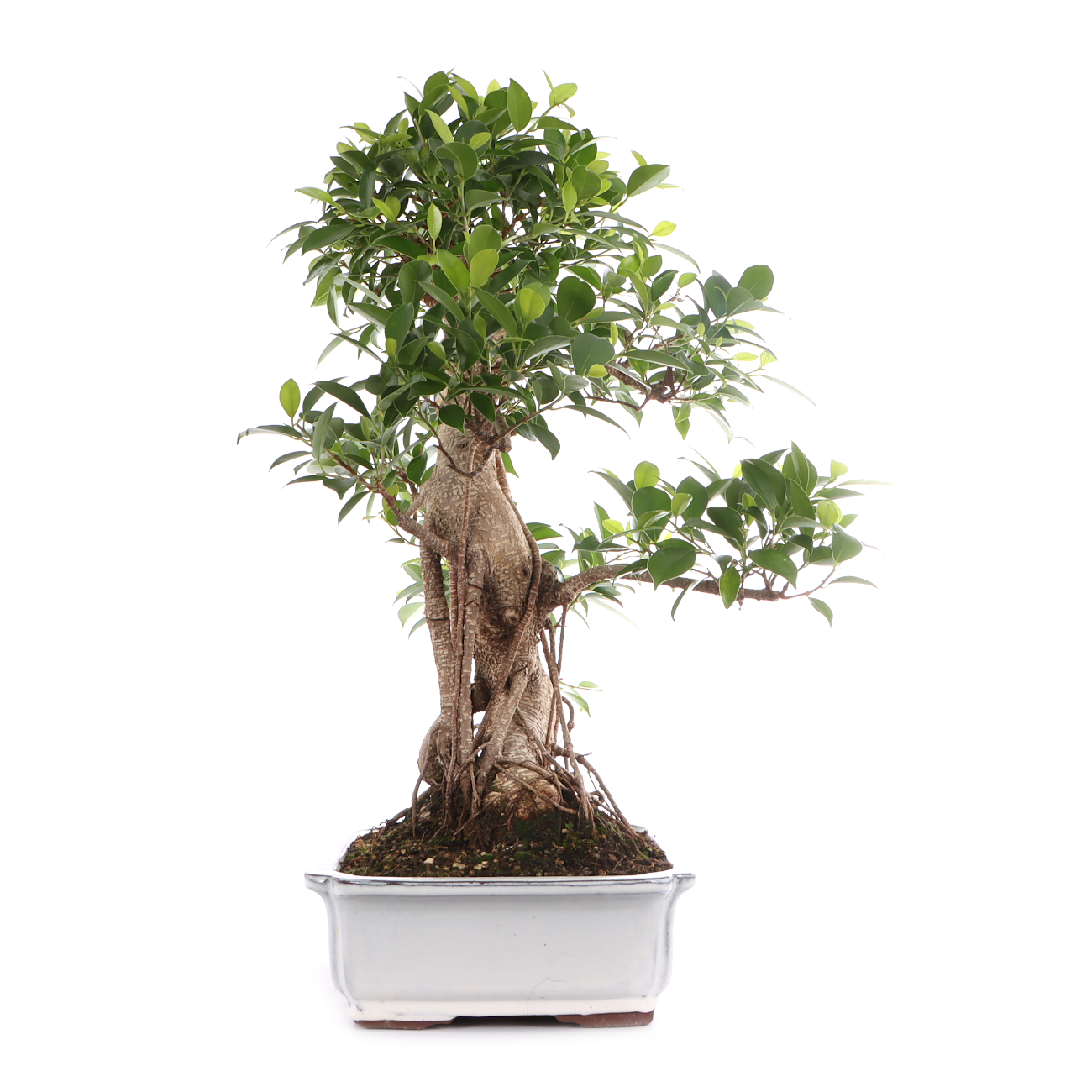 Ficus microcarpa 'Tiger Bark'