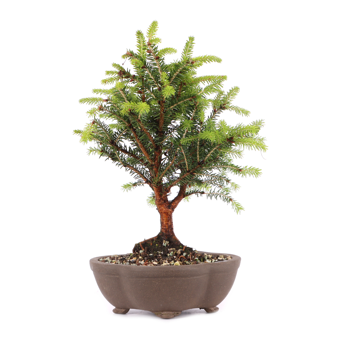 Picea abies 'Nidiformis'