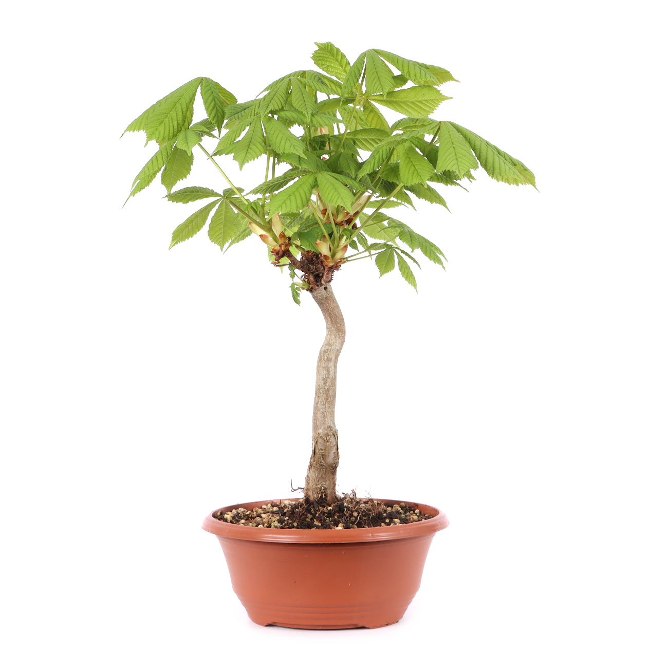 Aesculus hippocastanum