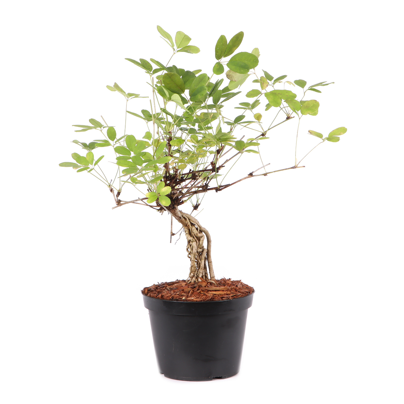 Akebia quinata