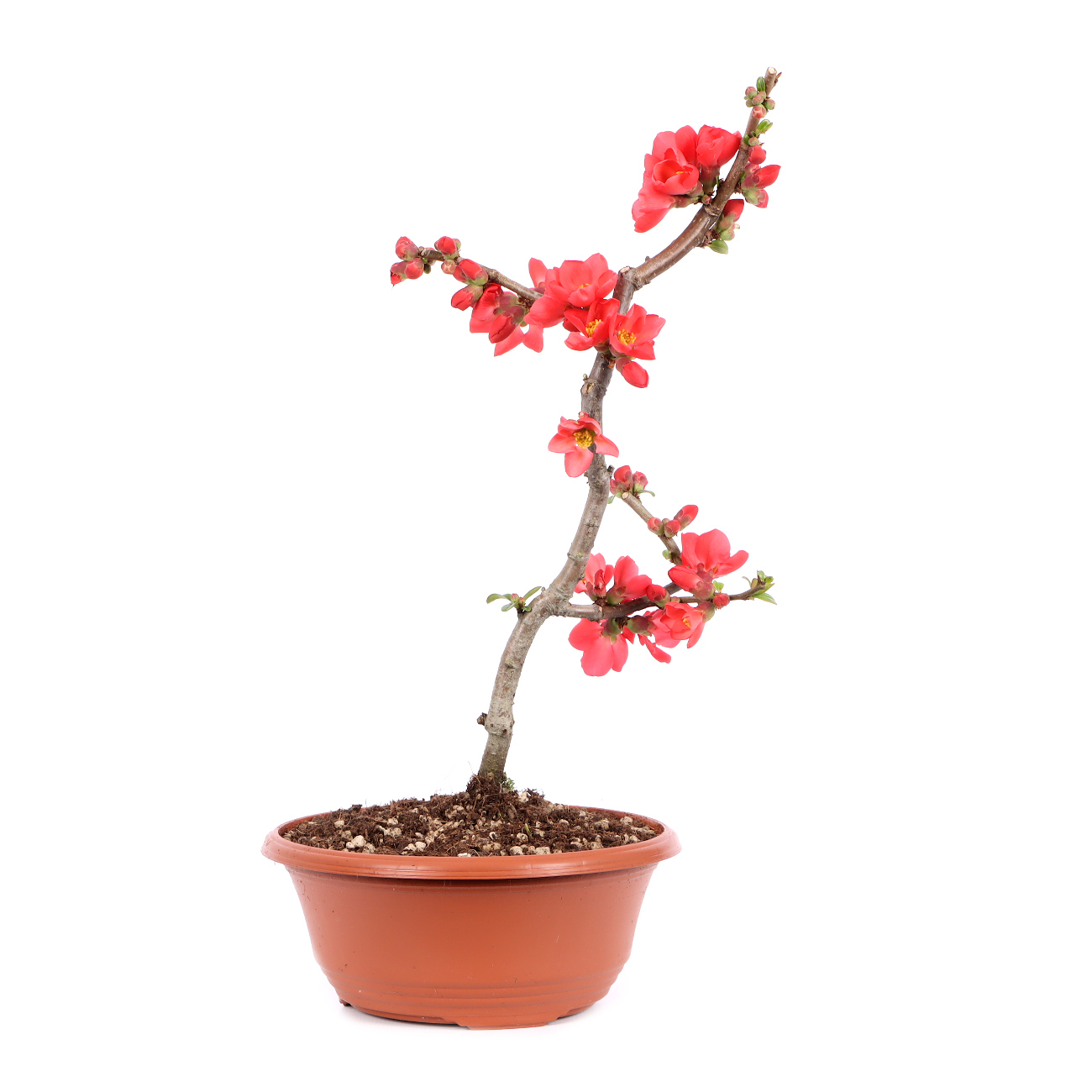 Chaenomeles speciosa