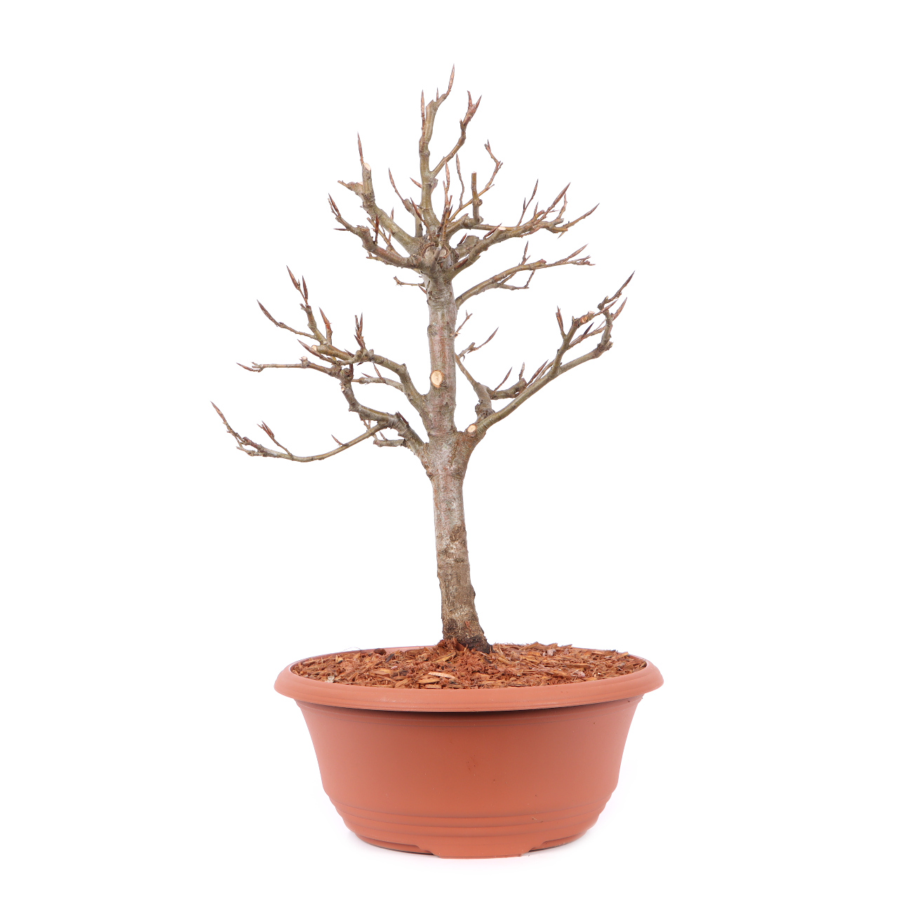 Fagus sylvatica f. purpurea