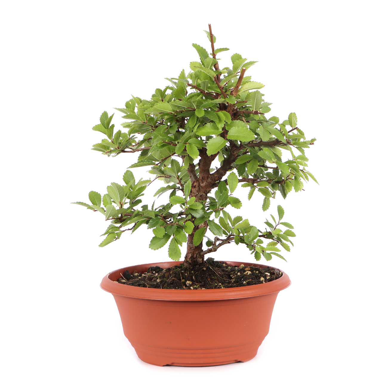 Ulmus japonica