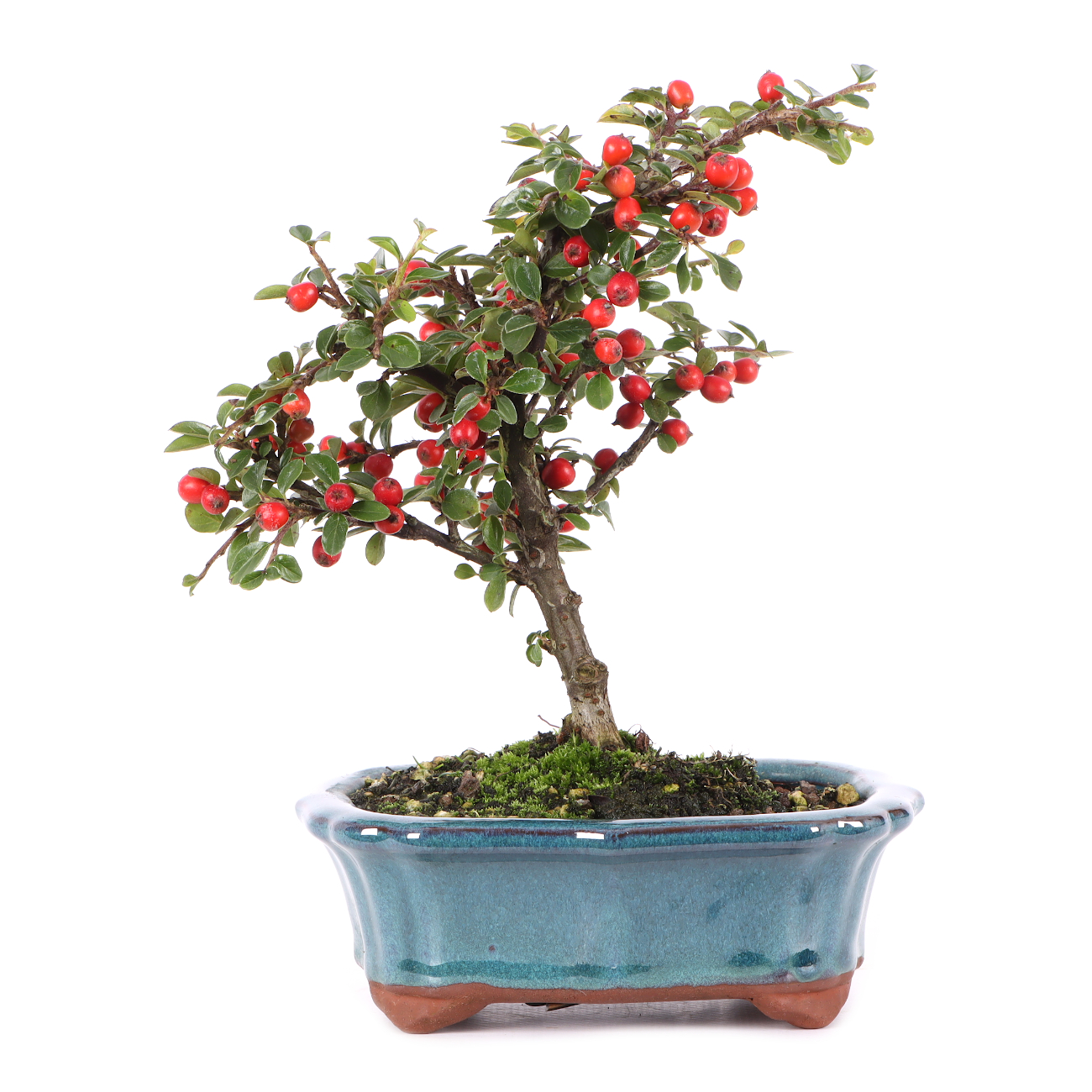 Cotoneaster praecox