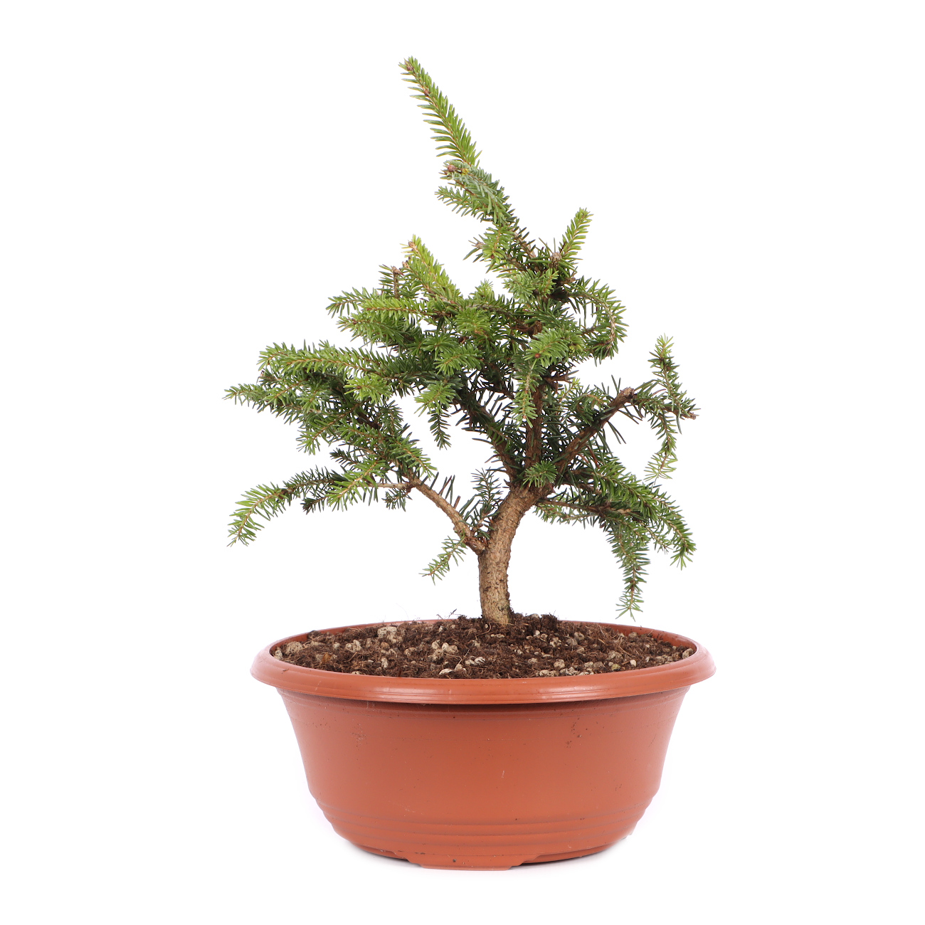 Picea abies 'Nidiformis'