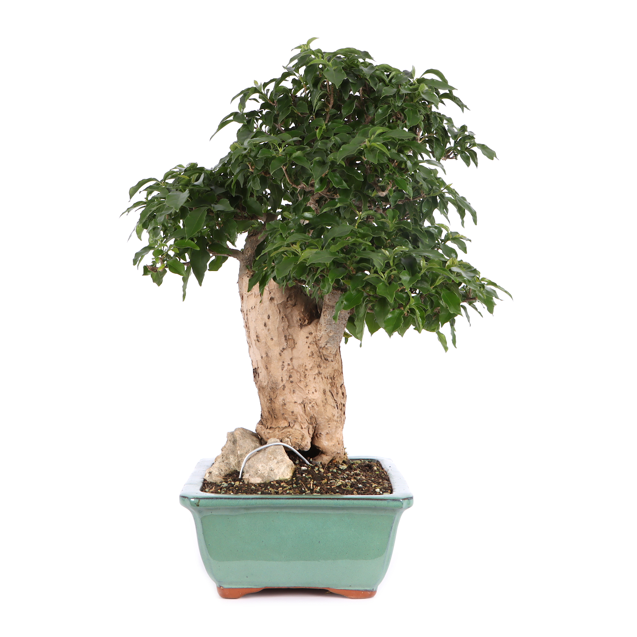 Bougainvillea glabra