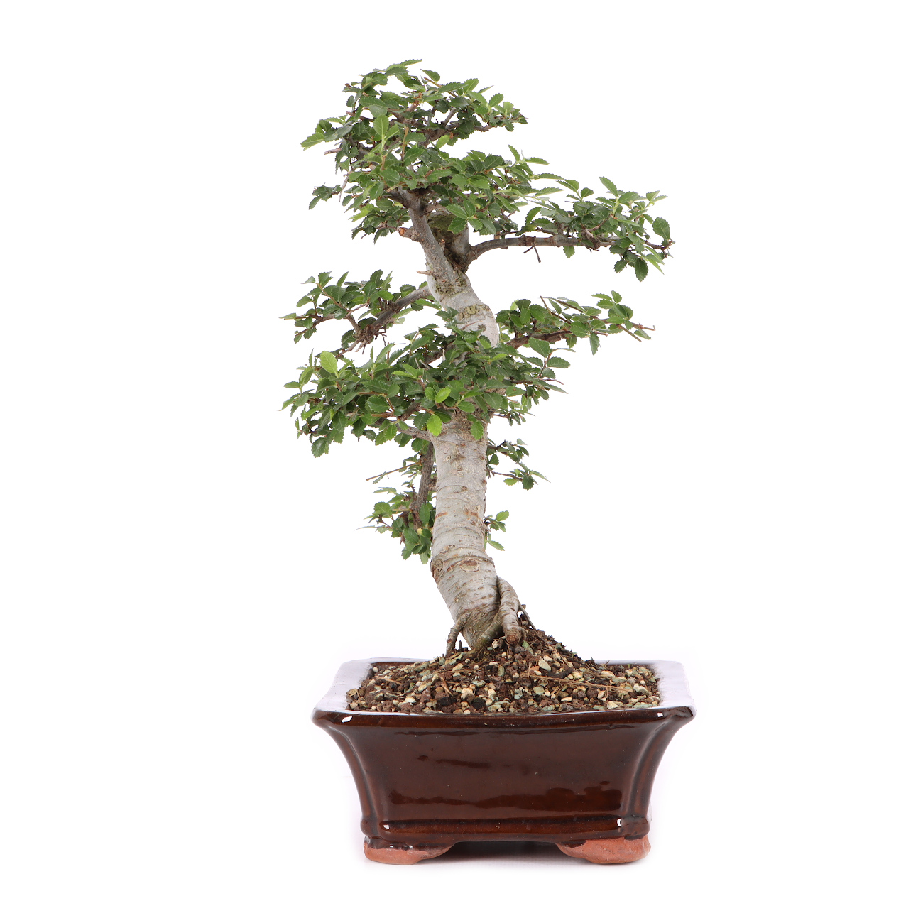 Ulmus parvifolia
