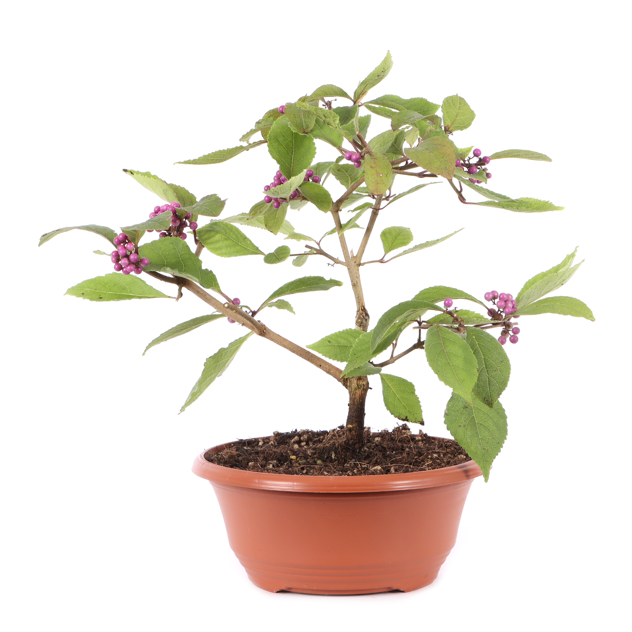 Callicarpa bodinieri 'Profusion'