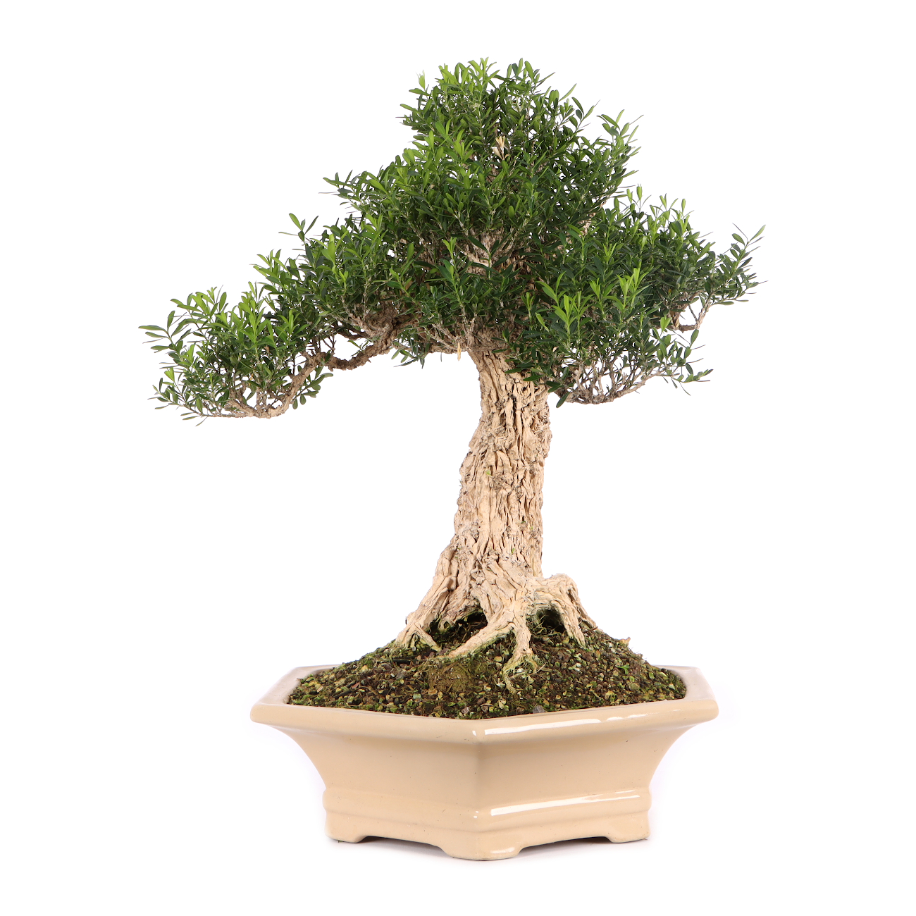Buxus sinica var. sinica