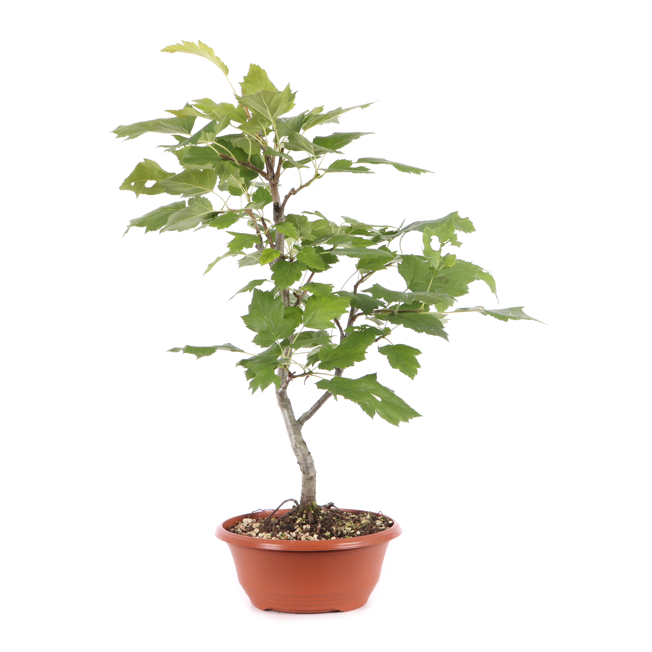 Sorbus torminalis