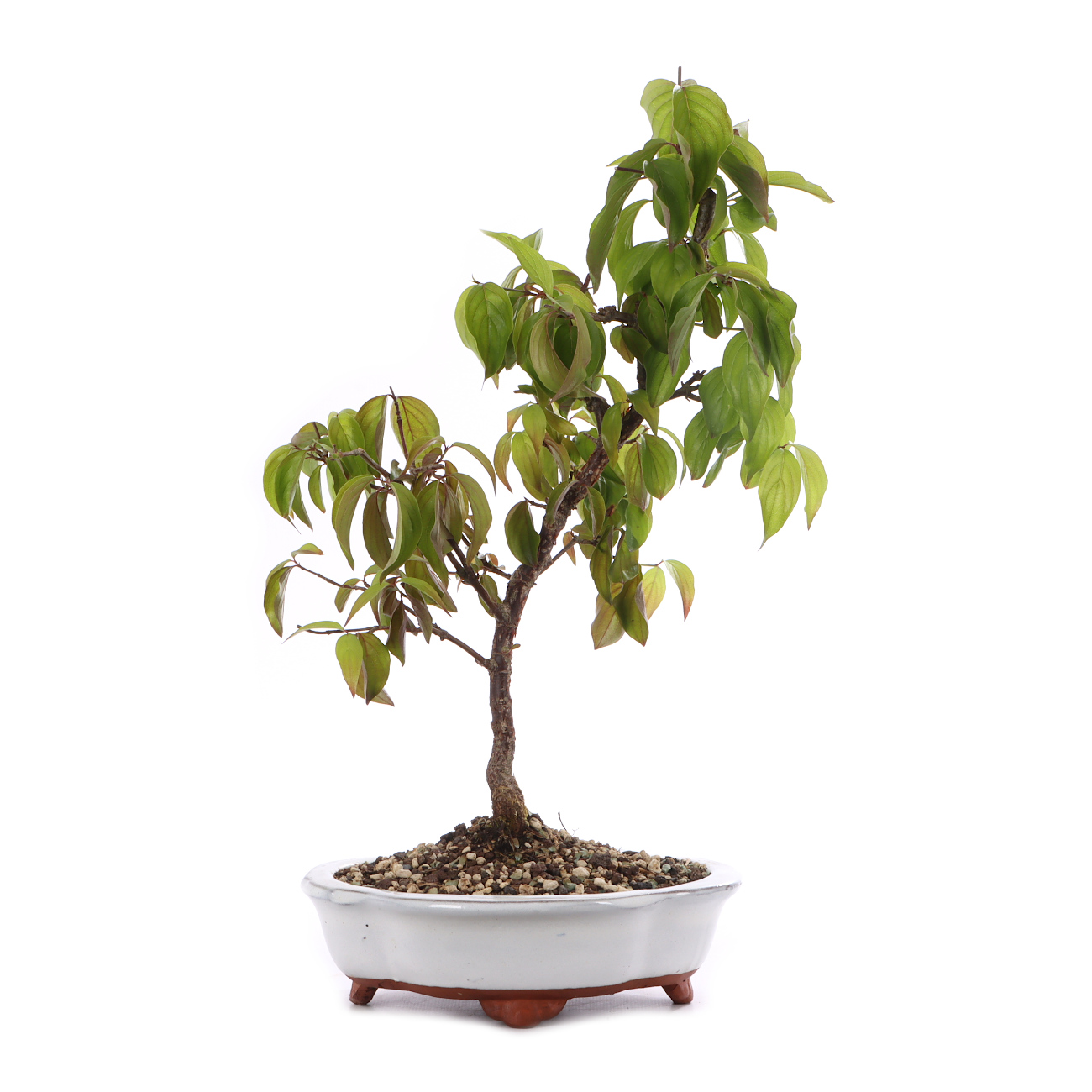 Cornus mas