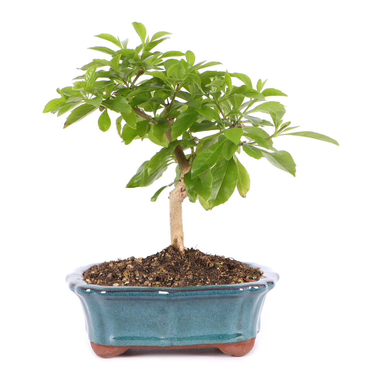 Duranta erecta
