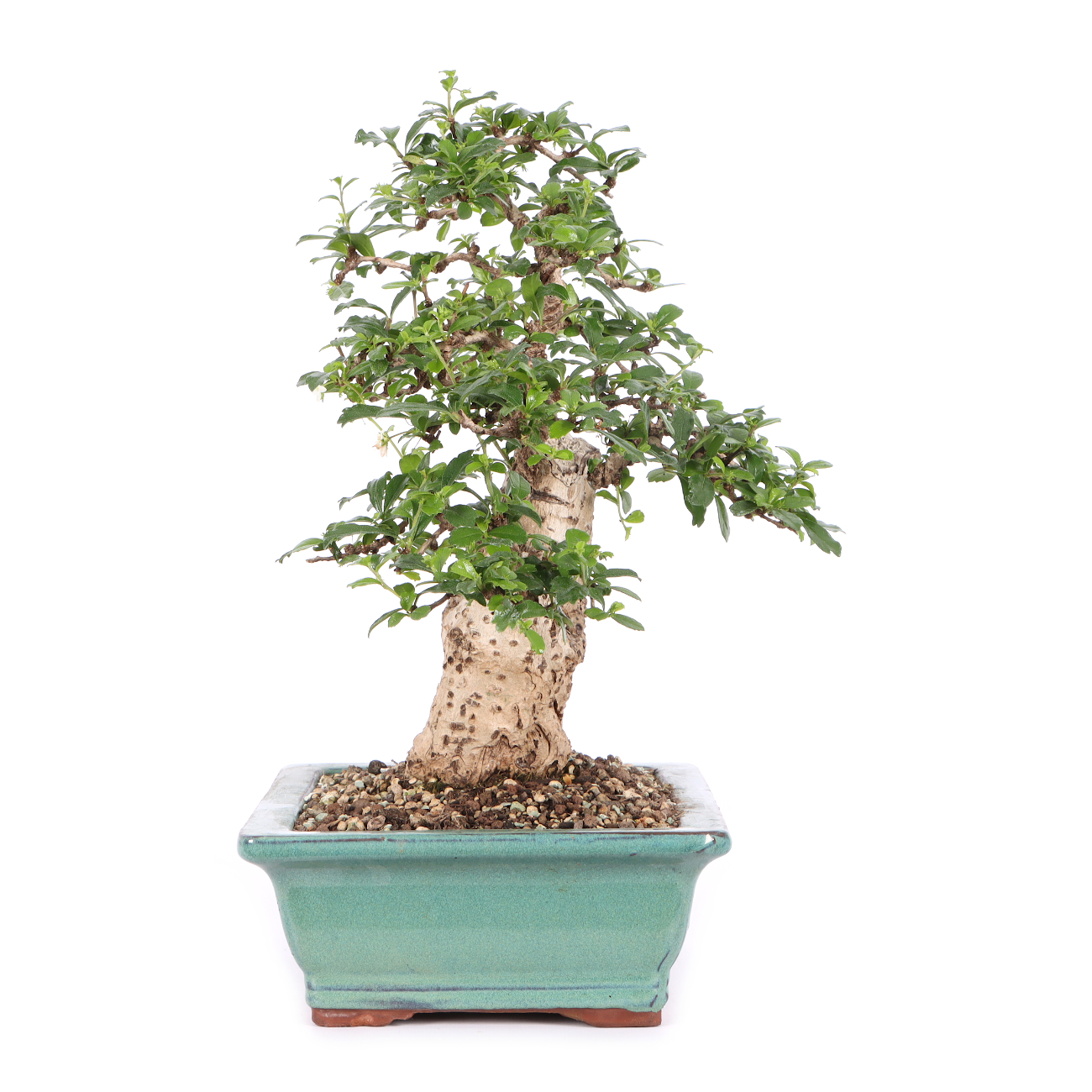 Carmona microphylla