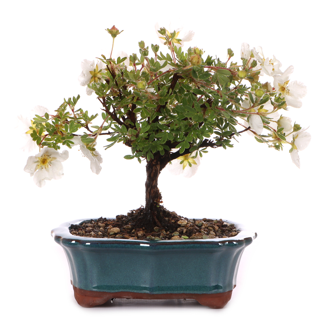 Potentilla fruticosa 'Abbotswood'