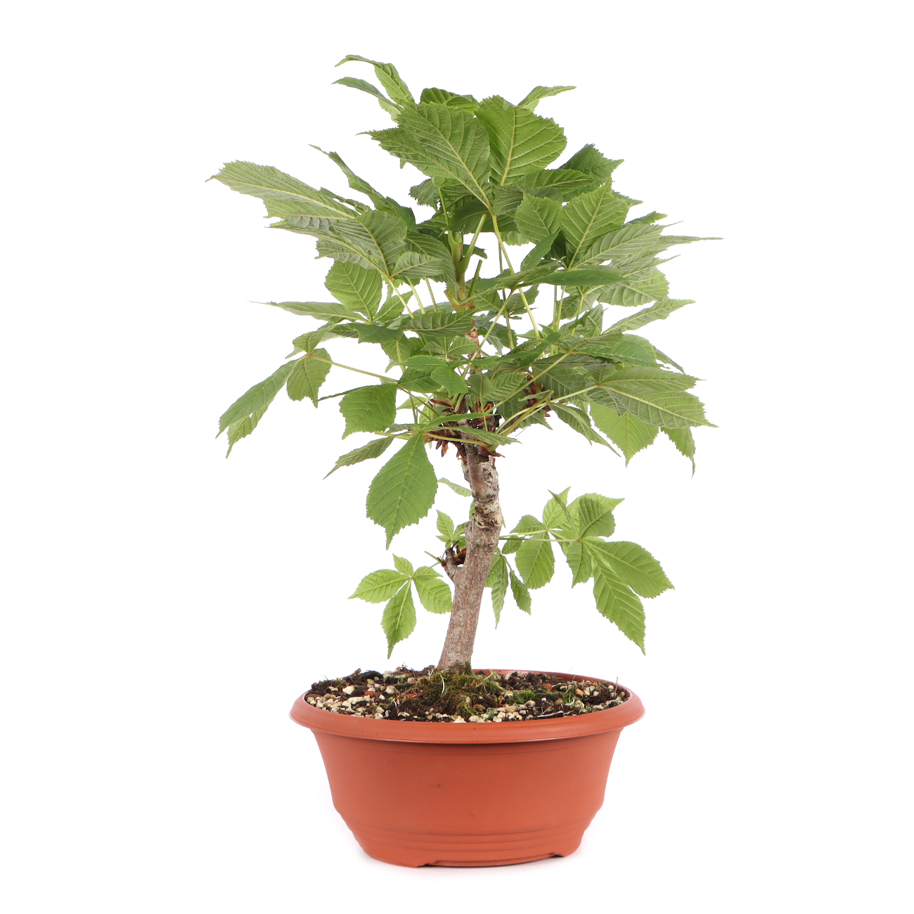 Aesculus hippocastanum