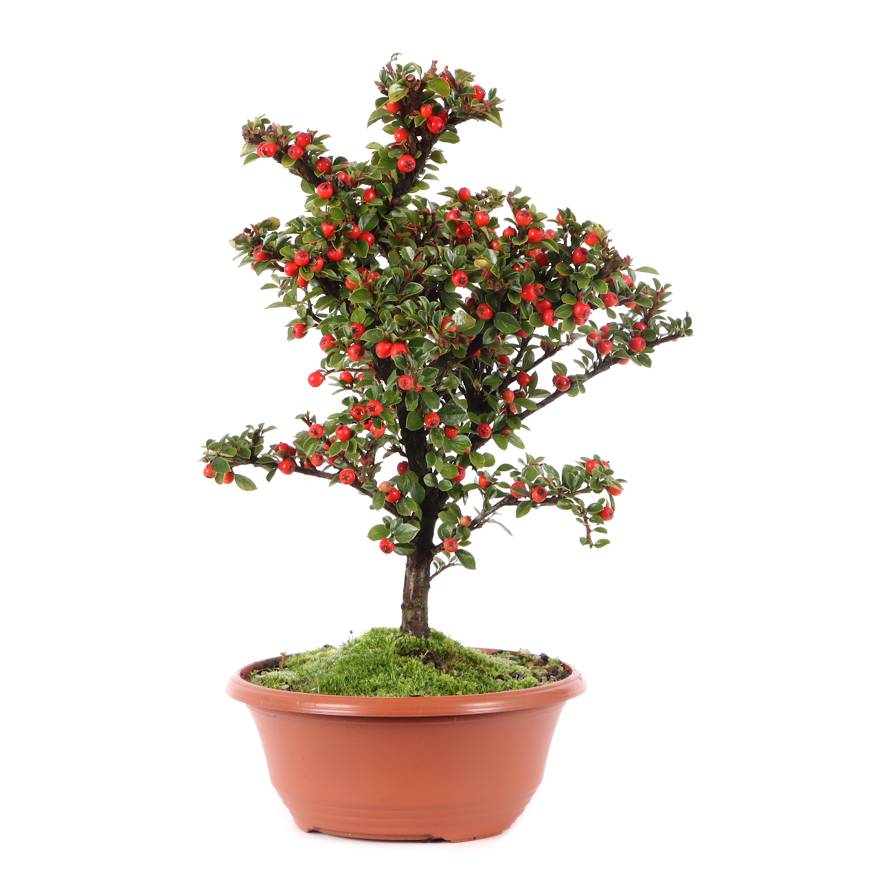 Cotoneaster praecox